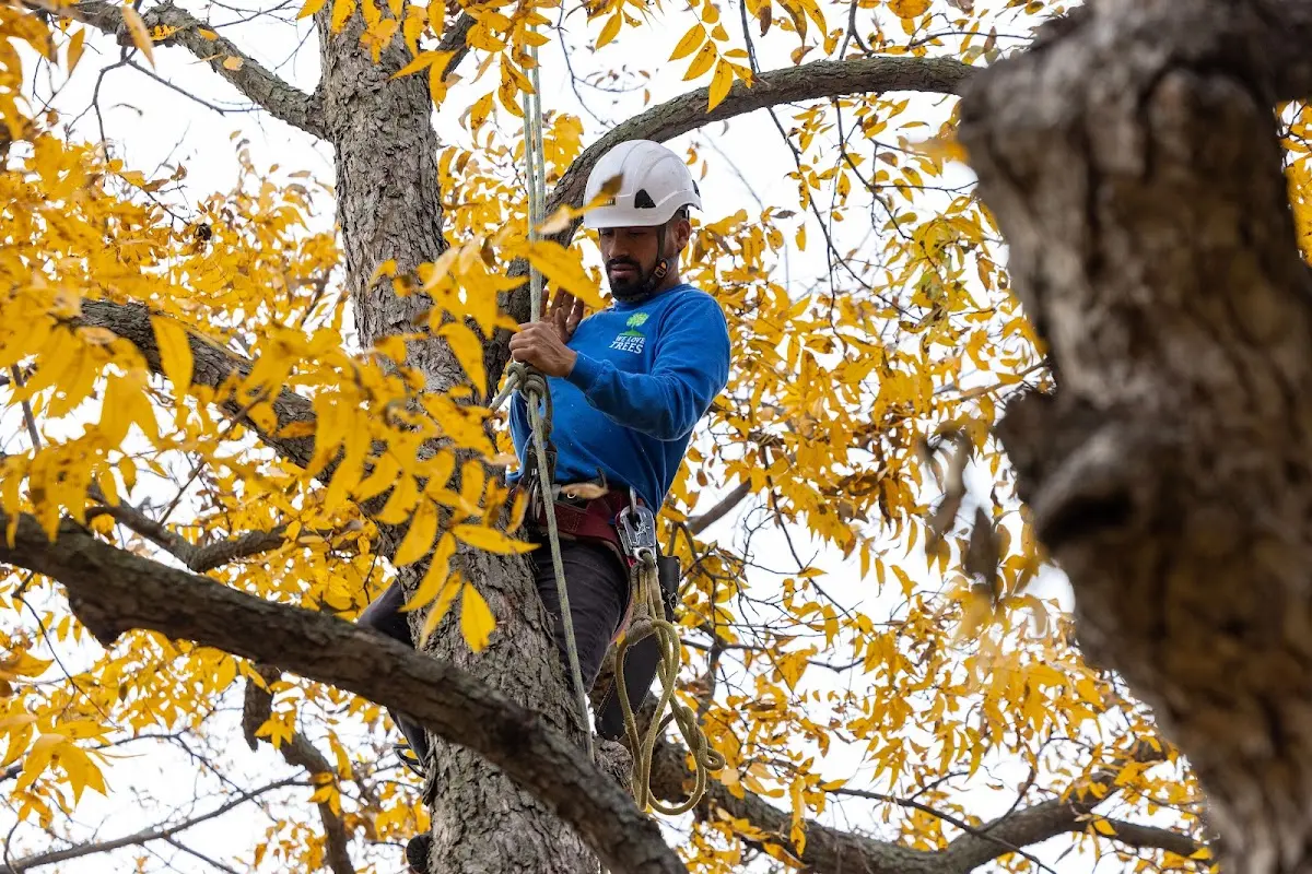 Skilled Tree Transplanting crew working in Ashton