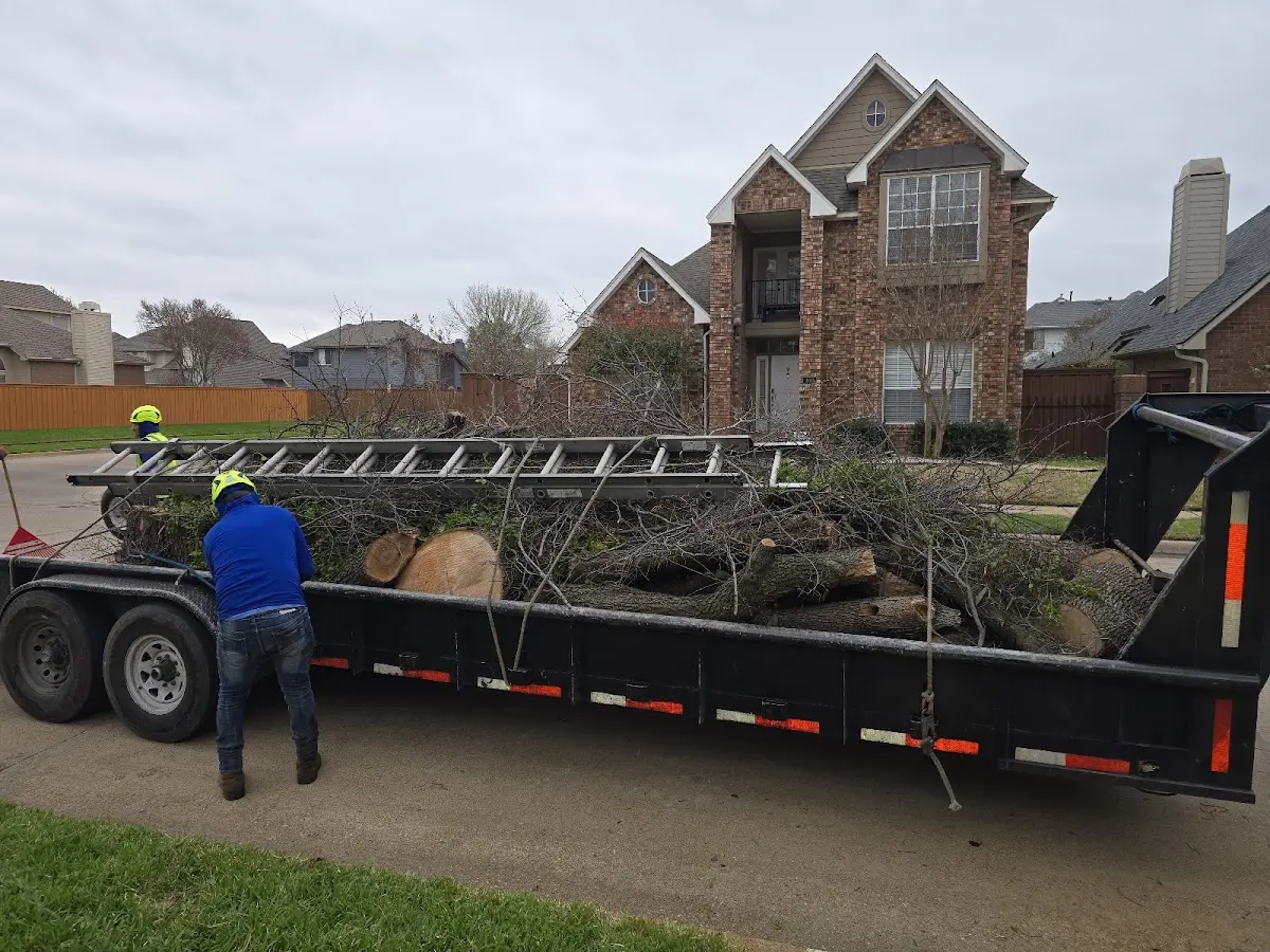 Expert Tree Removal with proper safety equipment in Ashton